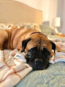 chad kings dog